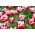 Tulip 'Canasta' - large package - 50 pcs