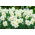 Daffodil Recurvus ของกวี - แพ็คเกจขนาดใหญ่! - 50 ชิ้น; ดอกนาซิสซัสของกวีนาร์กิสตาของไก่ฟ้าดอกไม้ดอกหญ้าดอกลิลลี่ - 