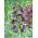 Black Persian fritillary - large package - 10 pcs