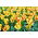 Tulp 'Cape Town' - grootverpakking - 50 st - 