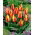 Tulip Cape Cod - large package! - 50 pcs