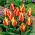 Tulip Cape Cod - large package! - 50 pcs