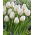 Tulip 'City Of Vancouver' - large package - 50 pcs