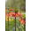 Crown imperial - Beethoven - paket besar! - 10 buah; fritillary kekaisaran, mahkota Kaiser - 