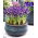 Iris jaring Spot On - 10 pcs; iris jaring emas - 