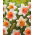 Daffodil, Narcissus Chromacolor - gói lớn! - 50 chiếc - 