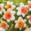 Daffodil, Narcissus Chromacolor - gói lớn! - 50 chiếc - 