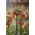 Crown Imperial - Brahms - ห่อใหญ่! - 10 ชิ้น; มงกุฎของไกเซอร์ - 