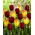 Set of 2 tulip varieties 'Suncatcher' + 'National Velvet' - 50 pcs
