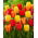 Apeldoorn' - yellow and red set of 3 tulip varieties - 45 pcs