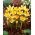 Crocus Romance - แพ็คเกจใหญ่! - 100 ชิ้น - 