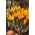Goldkrokus, Crocus angustifolius - großes Paket! - 100 Stück