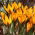 Goldkrokus, Crocus angustifolius - großes Paket! - 100 Stück