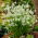 Drooping star-of-betlehem - Ornithogalum nutans - velké balení! - 100 ks - 