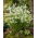 Drooping star-of-betlehem - Ornithogalum nutans - velké balení! - 100 ks - 
