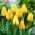 Tulp 'Golden Apeldoorn' - grootverpakking - 50 st - 