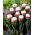Tulipano 'Ice Cream' - confezione grande - 50 pz