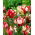 Tulip 'Estella Rijnveld' - large package - 50 pcs