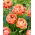 Tulpan 'Copper Image' - stort paket - 50 st