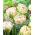 Tulip 'Danceline' - large package - 50 pcs