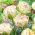 Tulip 'Danceline' - large package - 50 pcs