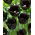 Tulipano 'Fringed Black' - confezione grande - 50 pz