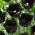 Tulipano 'Fringed Black' - confezione grande - 50 pz