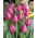 Tulip 'Don Quichotte' - large package - 50 pcs