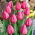 Tulip 'Don Quichotte' - large package - 50 pcs