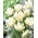 Tulip 'Exotic Emperor' - large package - 50 pcs