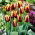 Tulip 'Gavota' - large package - 50 pcs