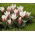 Tulip 'Heart's Delight' - large package - 50 pcs