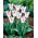 Tulip 'Holland Chic' - nagy csomag - 50 db.
