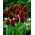 Tulip 'Jan Reus' - paquete grande - 50 piezas