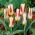 Tulp 'Johann Strauss' - grootverpakking - 50 st - 