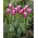 Liliomvirágú tulipán Claudia - nagy csomag - 50 db.