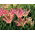 Tulip 'Florosa' - paquete grande - 50 piezas