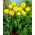 Dobbelt pæon tulipan - 'Beauty of Apeldoorn' - stor pakke - 50 stk.
