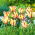 Lalea 'Flaming Parrot' - pachet mare - 50 buc.