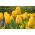 Tulp 'Golden Apeldoorn' - grootverpakking - 50 st - 