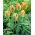 Tulip 'Golden Artist' - large package - 50 pcs