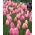 Tulpan 'Menton' - stort paket - 50 st