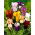Iris - Variety Mix