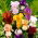 Iris - Variety Mix