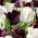 Papegøje tulipan 'Black &amp; White' - 2 sort sæt - 50 stk.