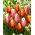 Set di 2 varietà di tulipani bianco-rosa e rosso-giallo - 50 pz