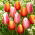 Set di 2 varietà di tulipani bianco-rosa e rosso-giallo - 50 pz