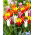 Lily-flowered tulips - color variety mix - 60 ks.