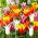 Lily-flowered tulips - color variety mix - 60 ks.