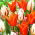 Ballerina + Carnaval de Rio tulpenset - 50 st - 